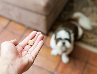 pet prescriptions in annapolis, columbia and towson, md