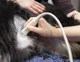 dog during ultrasound