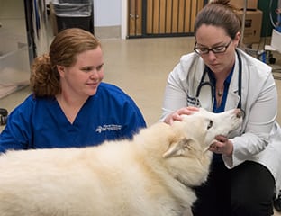 veterinary oncology consultations in annapolis, columbia and towson, md