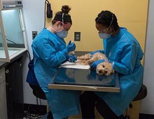 dog imaging in annapolis, columbia and towson, md