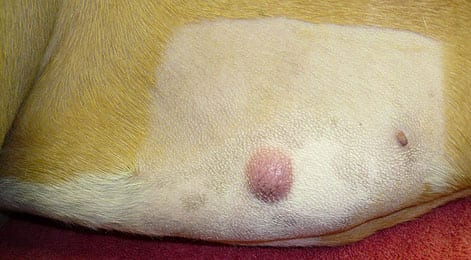 Treating Mast Cell Tumors in Dogs: A Mast Cell Tumor on the Stomach of a Dog