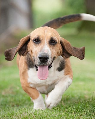 Canine Lymphoma in Annapolis: A Basset Hound Running Through Grass