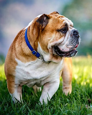 Canine Lymphoma in Annapolis: A Bulldog Standing in the Grass