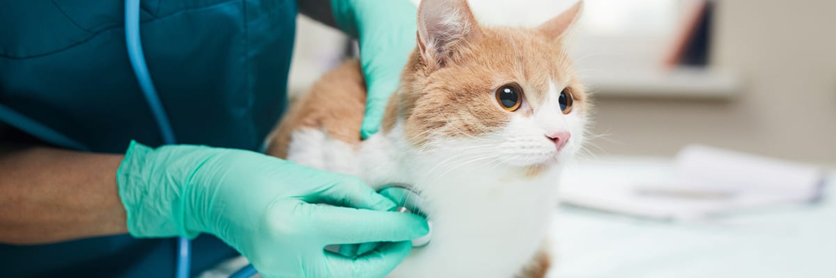 Chemotherapy for outlet cats with lymphoma