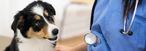 dog oncologist in towson, annapolis and columbia, md