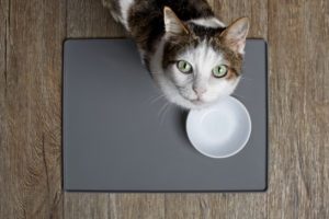 cat losing weight in towson, annapolis and columbia, md