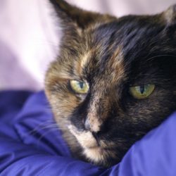 Symptoms of Kidney Disease in Cats