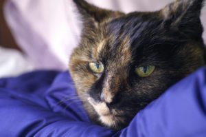 kidney disease in cats in annapolis, towson and columbia, md