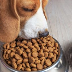 Pet Dietary Indiscretion and What It Can Lead To